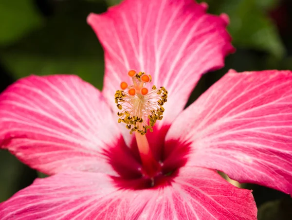 Virágzó hibiszkusz Közelkép kép — Stock Fotó