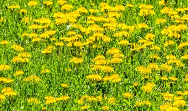 Mass Planting of Dandelions in Field — Stock Photo, Image