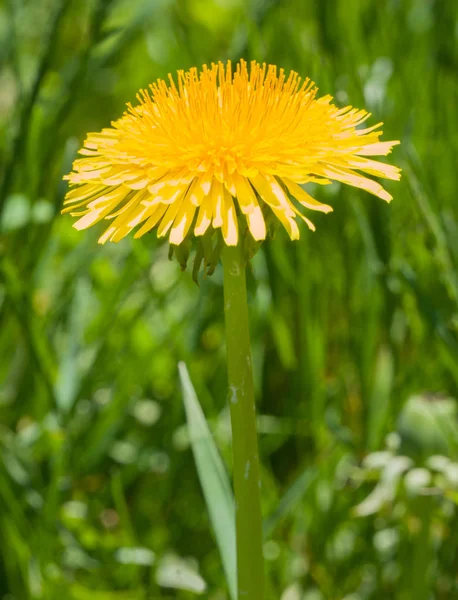 Single Dandelion Blossom Macro Close-up Vertical — Stock Photo, Image