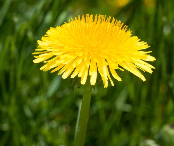 Single Dandelion Blossom Macro Close-up — Stock Photo, Image