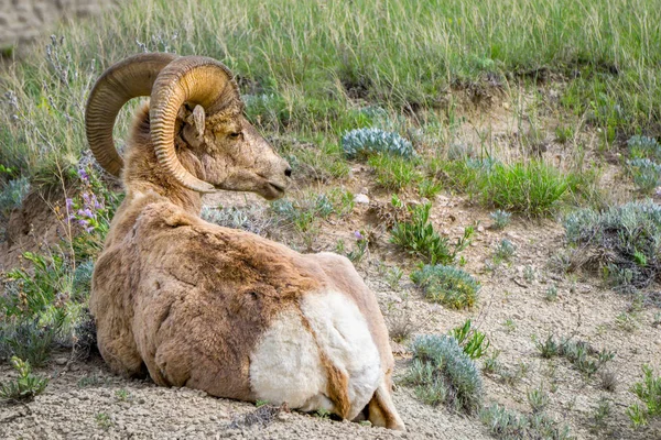 Ovejas de Cuerno Grande en el Parque Nacional Badlands — Foto de Stock