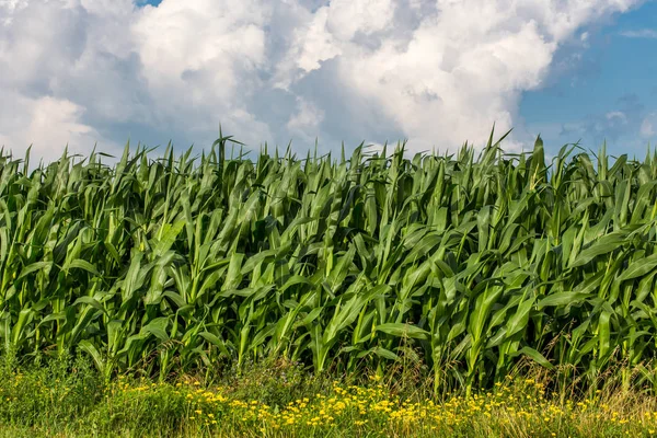 Campo alto di mais e nuvole — Foto Stock