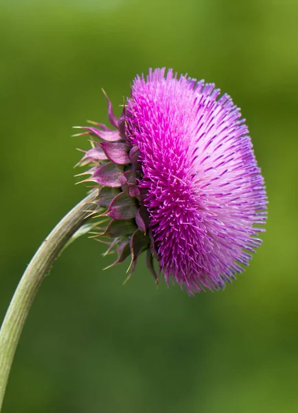 Mor Thistle çiçekli bitki dikey içinde — Stok fotoğraf