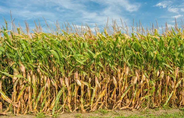 Hoge veld van maïs klaar voor oogst — Stockfoto