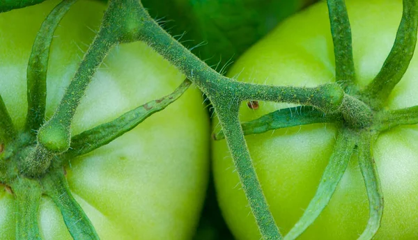 Agrupación de tomates verdes Primer plano — Foto de Stock
