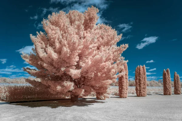 Weißkiefern und Zedern in infraroter Farbe — Stockfoto