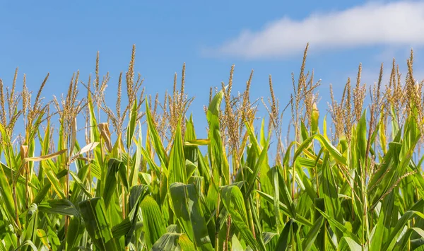 Close-up van hoge veld van maïs — Stockfoto