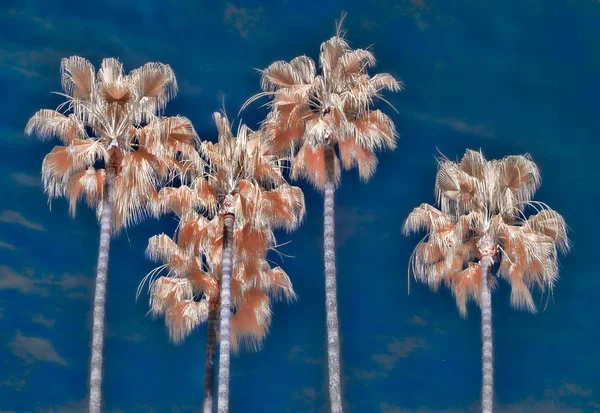 Grupowanie Czterech Drzew Palmowych Przeciw Błękitne Niebo Kolorze Surrealistyczne Infraed — Zdjęcie stockowe