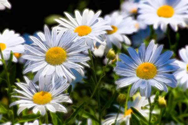 Grouping White Daisies Manipulated Make Astract — Stock Photo, Image