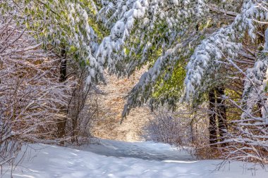 Çam güneşli kış yolda kar kaplı