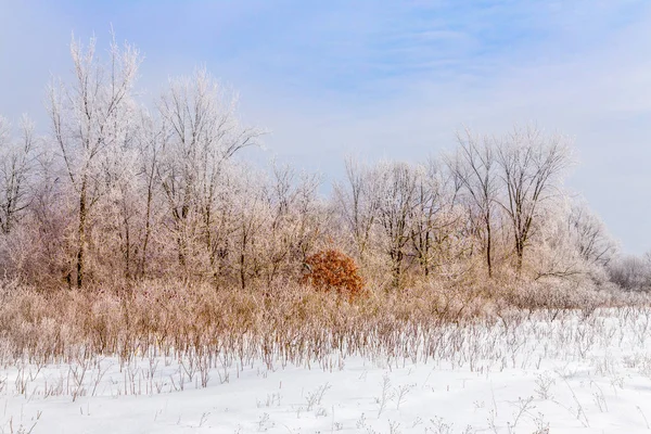 Hoar Frost in the Deciduous Forest — Stock Photo, Image