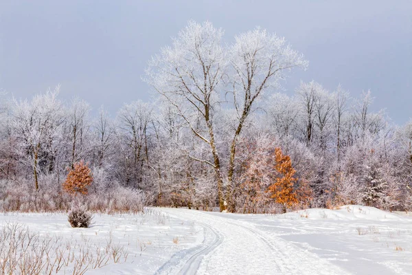 Hoar Frost in the Deciduous Forest — Stock Photo, Image