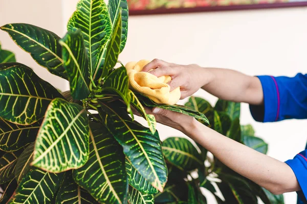 Temiz yıkama bez sarı yapraklar houseplant el