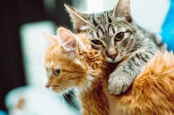 Kırmızı ve gri evsiz yavru kedi birlikte