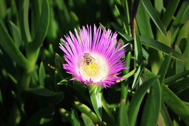 Yabani çiçeklerde arı pozu