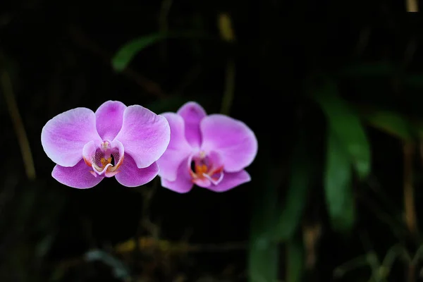 Orquídeas Belas Flores Cores Vibrantes — Fotografia de Stock
