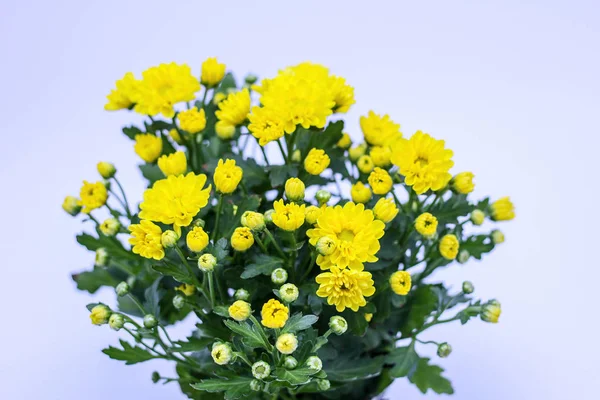 Tarafsız beyaz arkaplan ile küçük renkli çiçekler