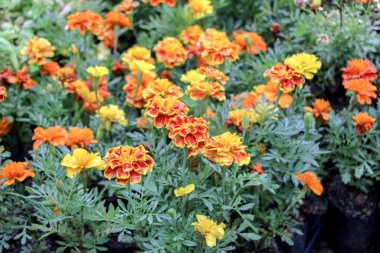 Çiçeklerin detayları güzel bir bahçeden