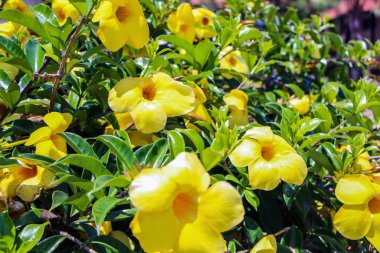 Çiçeklerin detayları güzel bir bahçeden