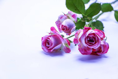 Beyaz arkaplanı ve çiçek arkaplanı olan güzel güller..