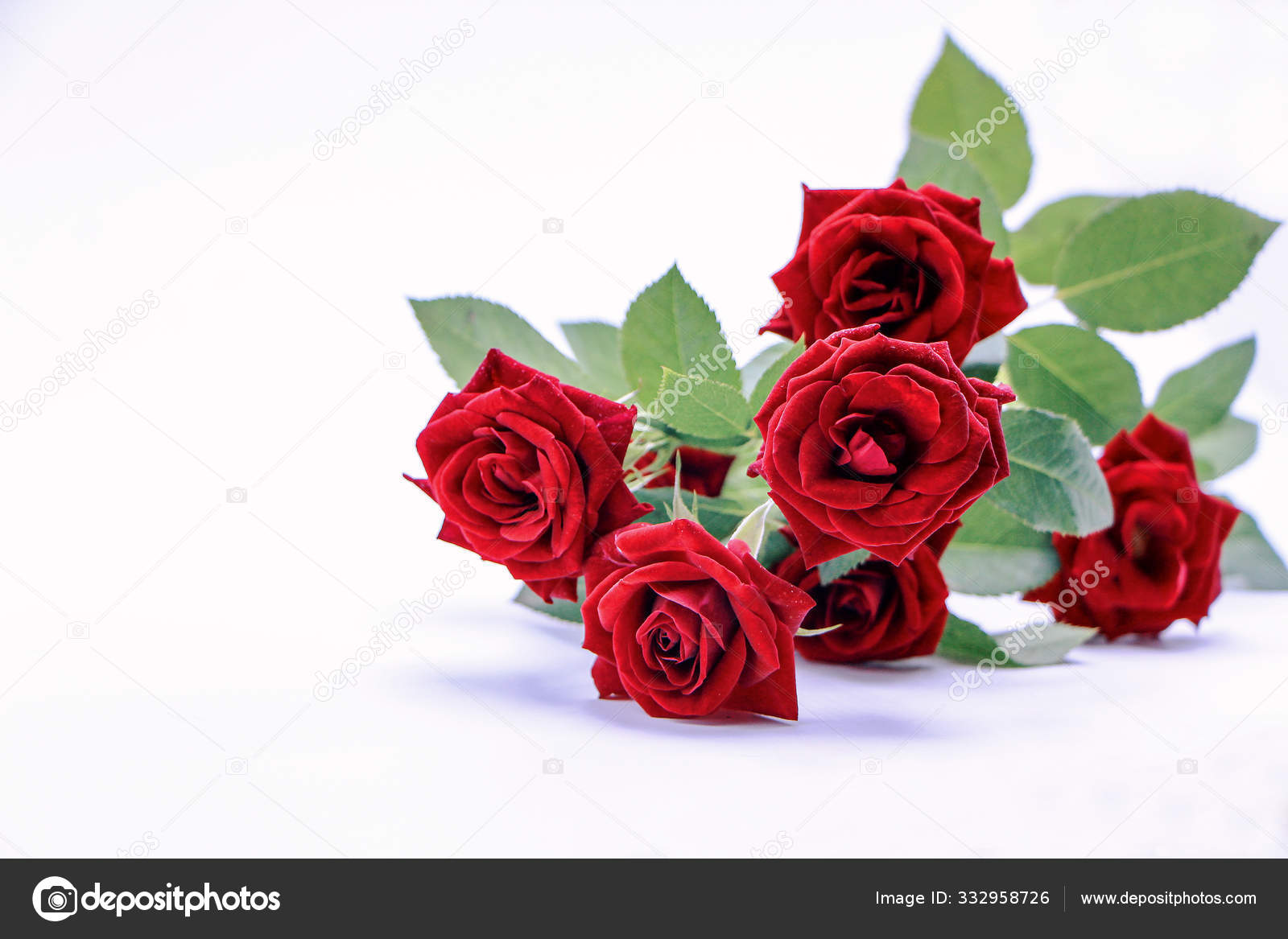 Flower Beautiful Bouquet Red Roses White Background Floral Background