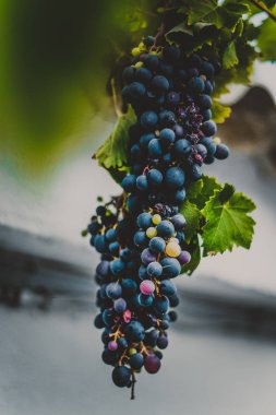 Fotoğraf bir üzüm Şubesi