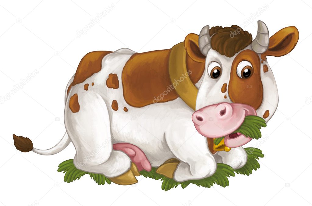 cow is lying down resting, looking and eating grass