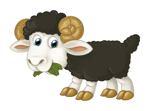 Πρόβατα μόνιμη, τρώει χόρτο, ψάχνει και χαμογελαστός — Φωτογραφία Αρχείου