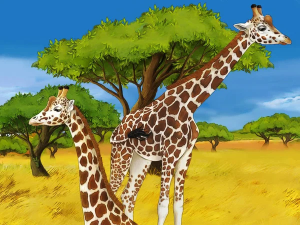 Мультфильм сафари сцена с жирафами семьи едят на лугу - иллюстрация для детей — стоковое фото