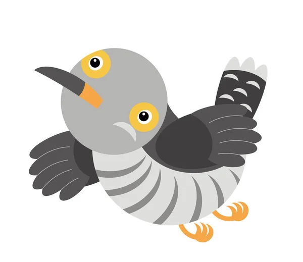 Pássaro colorido de cuco de desenho animado sobre fundo branco - ilustração — Fotografia de Stock