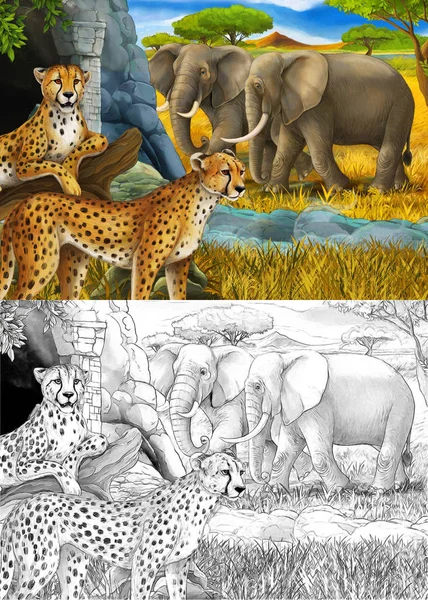 Cartoon schets en kleur scène met safari dieren cheeta en olifanten op de weide illustratie voor kinderen — Stockfoto
