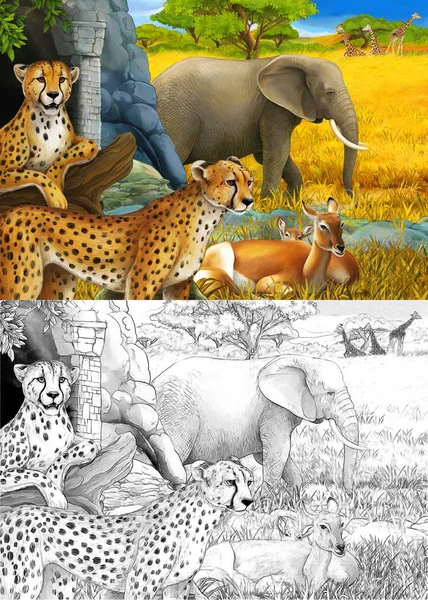 Cartoon schets en kleur scène met safari dieren cheetah antilopen en olifanten op de weide illustratie voor kinderen — Stockfoto