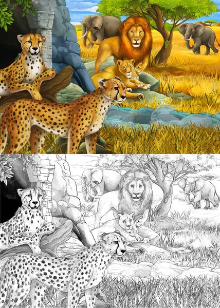 Cartoon schets en kleur scène met safari dieren cheetah antilopen leeuwen en olifanten op de weide illustratie voor kinderen — Stockfoto