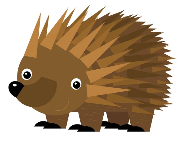 cartoon australian scene with happy and funny echidna hedgehog on white background - illustration for children