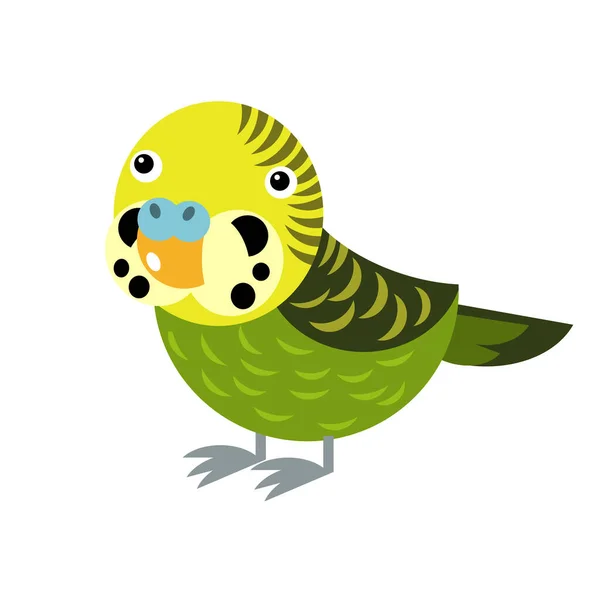Karikatura Australský Zvířecí Pták Papoušek Bílém Pozadí Ilustrace Pro Děti — Stock fotografie