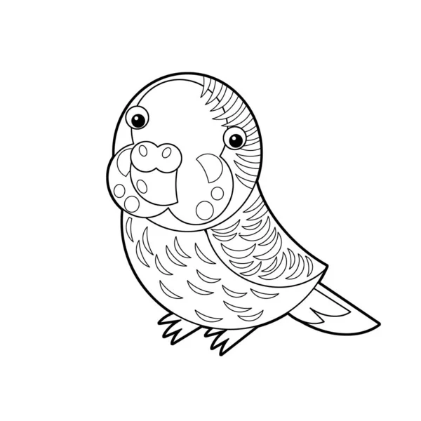Cartoon sketch drawing australian animal bird parrot on white background illustration for children