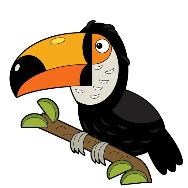 Dessin Animé Toucan Oiseau Animal Américain Sur Fond Blanc Illustration — Photo