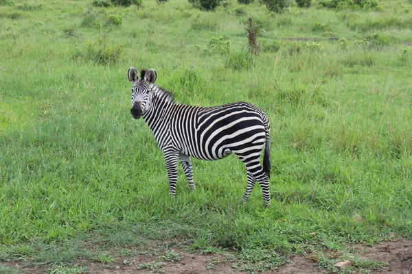 Tiere Mikumi Nationalpark Tansania Afrika — Stockfoto
