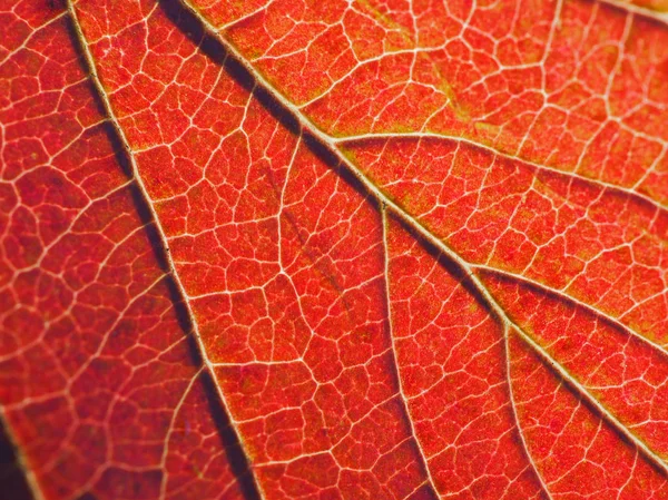 Leaf Plant Autumn Close Saturated Red Color Abstract Background Wallpaper — Stock Photo, Image