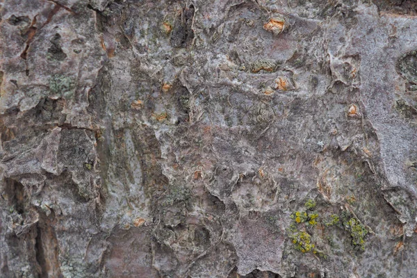 Corteccia Albero Frutto Primo Piano Sfondo Carta Parati Naturale Scuro — Foto Stock