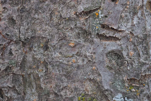 Кора Фруктового Дерева Крупным Планом Фон Обои Естественный Темно Коричневый — стоковое фото
