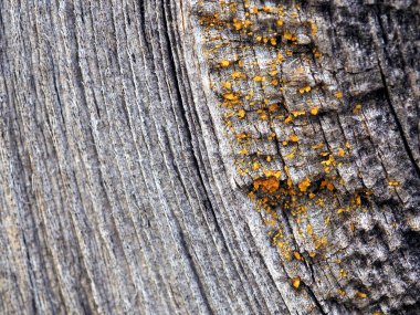Eski karartılmış tahta bir tahtanın yüzeyi. Yıllık ahşap halkalar ve kurumuş reçine damlaları görülebilir. Yüksek kontrastlı ve doymuş fotoğraflar. Reçineye odaklan. Güçlü makro