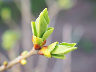 Çiçek açmadan önce tomurcuklanan ve büyüyen süs çiti yaprakları. Baharın başlangıcıyla ilgili hafif bir illüstrasyon. Japon leylağı, şırınga retikülata. Makro