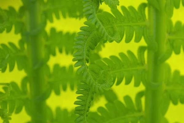 Rosnąca Paproć Śledzie Liście Naturalne Światło Tła Lub Tapety Zielony — Zdjęcie stockowe