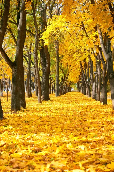 City park at autumn season, trees in a row with fallen yellow le — Stock Photo, Image