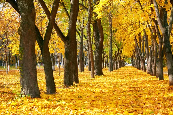 Parco cittadino nella stagione autunnale, alberi di fila con foglie gialle cadute, splendido paesaggio luminoso nella giornata di sole — Foto Stock