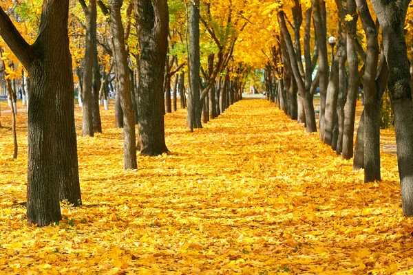 Parque da cidade na estação do outono, árvores em uma fileira com folhas amarelas caídas, paisagem bonita brilhante no dia ensolarado — Fotografia de Stock