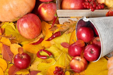sonbahar arka plan, meyve ve sebze düşen sarı yapraklar, elma ve kabak, ülke tarzında