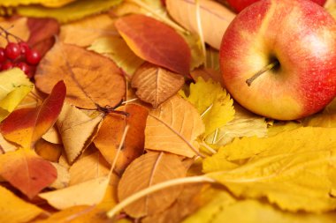 sonbahar arka plan, Kırmızı elma düşen sarı yapraklar, ülke tarzı soyut dekorasyon