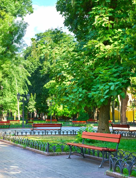 Zomer stadspark op de middag, zonnige dag, bomen met schaduwen en groen gras — Stockfoto